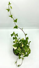 Load image into Gallery viewer, Senecio macroglossus Variegatum - Wax Ivy - 4in
