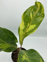 Load image into Gallery viewer, Anthurium Renaissance Variegated - 5in
