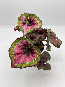 Rex Begonia Macarena 4in