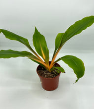 Load image into Gallery viewer, Spider Plant Orange Mandarin - 4in
