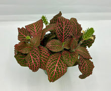 Load image into Gallery viewer, Fittonia Pink - 4in

