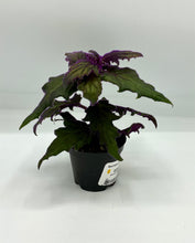 Load image into Gallery viewer, Gynura aurantiaca ‘Purple Passion’ 2in
