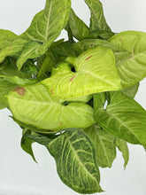 Load image into Gallery viewer, Syngonium Confetti - 6in
