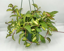 Load image into Gallery viewer, Hoya Krimson Princess - 6in HB
