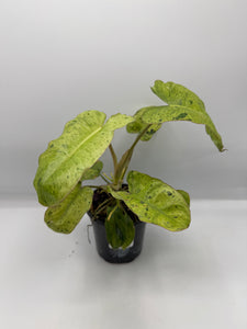 Philodendron Paraiso Verde 4in