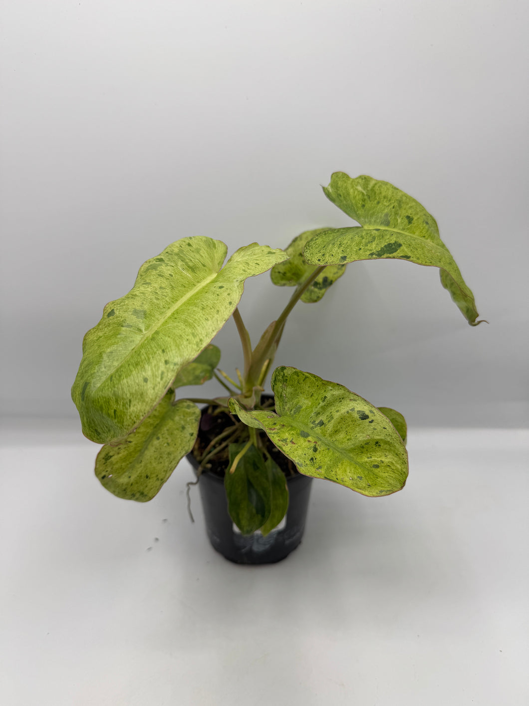 Philodendron Paraiso Verde 4in
