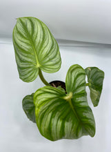Load image into Gallery viewer, Philodendron Pastazanum 4in
