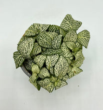 Load image into Gallery viewer, Fittonia Whisper - 4in
