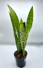 Load image into Gallery viewer, Sansevieria &quot;Snake Plant&quot; Zeylanica 4in
