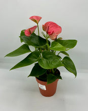 Load image into Gallery viewer, Anthurium Flowering Pink - 4in
