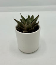 Load image into Gallery viewer, Haworthia assorted - Ceramic Pot - 2in
