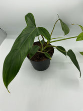 Load image into Gallery viewer, Philodendron 69686 - 6in
