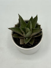 Load image into Gallery viewer, Haworthia assorted - Ceramic Pot - 2in
