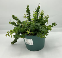 Load image into Gallery viewer, Rasta Lipstick Plant - 6in HB
