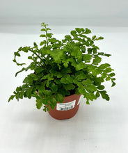 Load image into Gallery viewer, Asplenium dimorphum x difforme - Austral Gem fern - 4in
