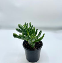 Load image into Gallery viewer, Hobbit Jade Plant 4in
