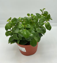 Load image into Gallery viewer, Mona Lisa Lipstick Plant - 6in HB
