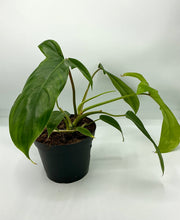 Load image into Gallery viewer, Philodendron 69686 - 6in

