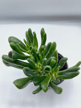 Load image into Gallery viewer, Hobbit Jade Plant 4in
