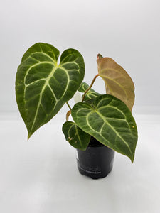 Anthurium Velvet Moira 4in