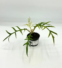 Load image into Gallery viewer, Philodendron Tortum 2in
