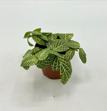 Load image into Gallery viewer, Fittonia Marble Green - 2in
