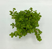 Load image into Gallery viewer, Pilea depressa Tiny Tears- 2in
