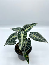 Load image into Gallery viewer, Alocasia Bambino - 4in
