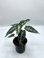 Load image into Gallery viewer, Alocasia Bambino - 4in
