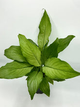 Load image into Gallery viewer, Peace Lily Platinum Mist 4in
