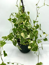 Load image into Gallery viewer, Senecio macroglossus Variegatum - Wax Ivy - 6in HB

