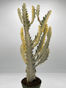 Euphorbia lactea White Ghost 4in