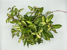 Load image into Gallery viewer, Hoya Krimson Princess - 6in HB
