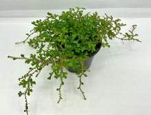 Load image into Gallery viewer, Selaginella assorted - 4in
