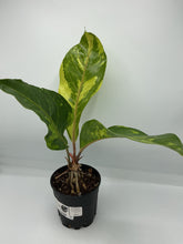 Load image into Gallery viewer, Anthurium Renaissance Variegated - 5in
