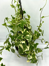 Load image into Gallery viewer, Senecio macroglossus Variegatum - Wax Ivy - 6in HB
