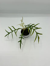 Load image into Gallery viewer, Philodendron Tortum 2in

