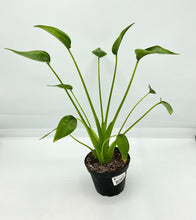 Load image into Gallery viewer, Alocasia Tiny Dancer - 4in

