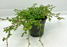 Load image into Gallery viewer, Selaginella assorted - 4in
