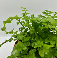Load image into Gallery viewer, Asplenium dimorphum x difforme - Austral Gem fern - 4in
