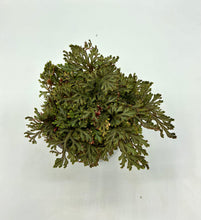 Load image into Gallery viewer, Selaginella erythropus Sanguinea - Spikemoss - 4in
