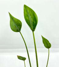 Load image into Gallery viewer, Alocasia Tiny Dancer - 4in
