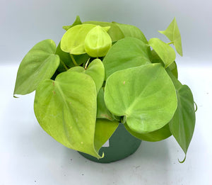 Philodendron Cordatum Lemon 6in HB