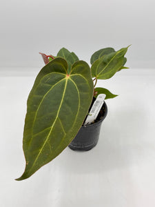 Anthurium Red Gunsal 4in