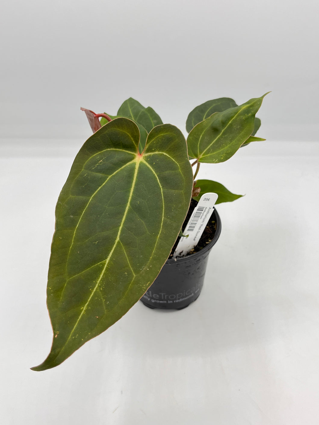 Anthurium Red Gunsal 4in