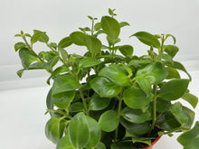 Load image into Gallery viewer, Mona Lisa Lipstick Plant - 6in HB
