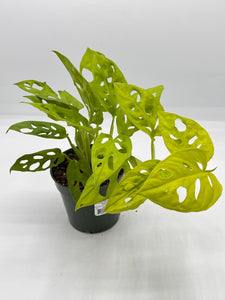Monstera adansonii Neon Madonna 4in