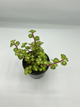 Load image into Gallery viewer, Portulacaria afra Mediopicta - Midstripe Rainbow Bush - 4in
