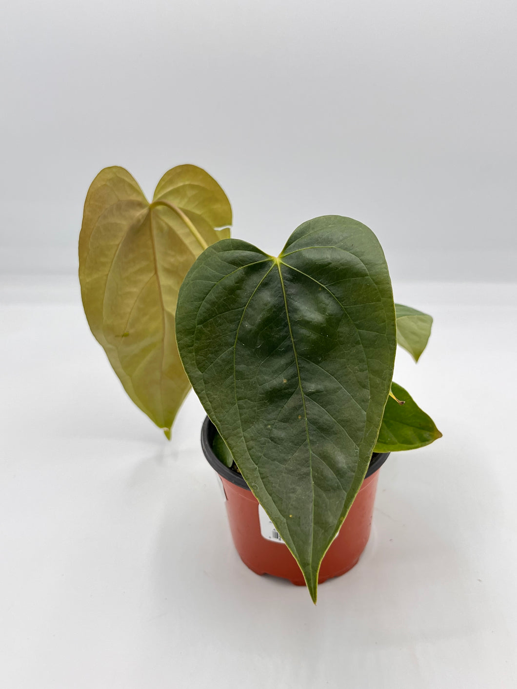 Anthurium nigrolaminum Gigi 4in