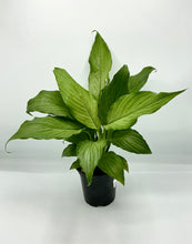Load image into Gallery viewer, Peace Lily Platinum Mist 4in
